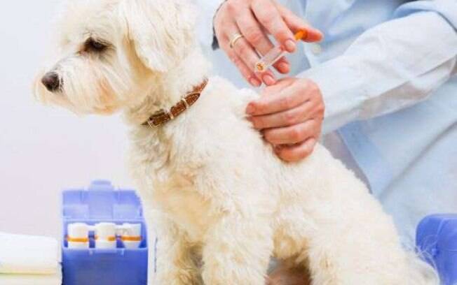Vacina para cachorros contra gripe é criada pela primeira vez.