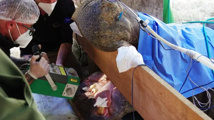 Tratamento dentário em hipopótamo é raro Tratamento dentário em hipopótamo é raro