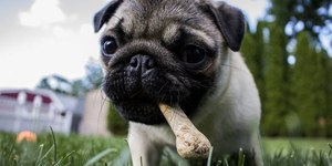 Petiscos todos os dias? Especialistas esclarecem a melhor forma de recompensar o pet