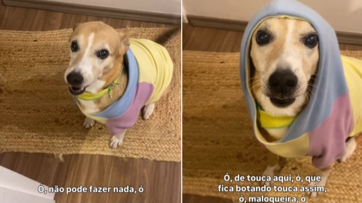 Cachorrinha%20de%2012%20anos%20discute%20com%20dono%20como%20se%20fosse%20adolescente
