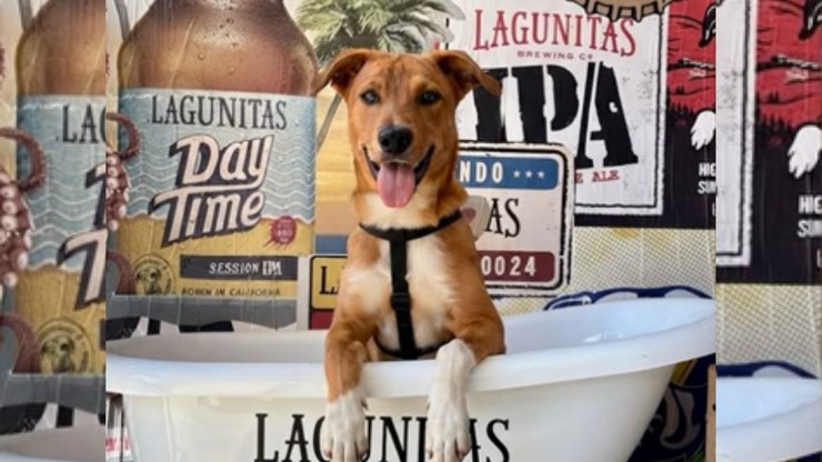Lagunitas%20cria%20a%C3%A7%C3%A3o%20para%20c%C3%A3es%20rock%20n'%20roll%20antes%20do%20Rock%20in%20Rio