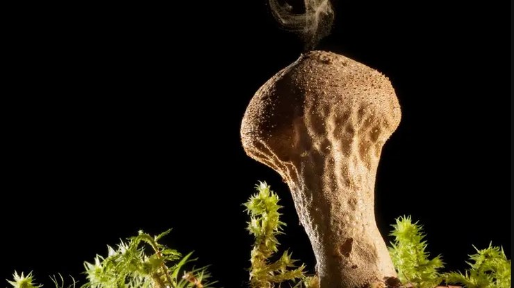 Cogumelos ajudaram humanos da Idade da Pedra a sobreviver