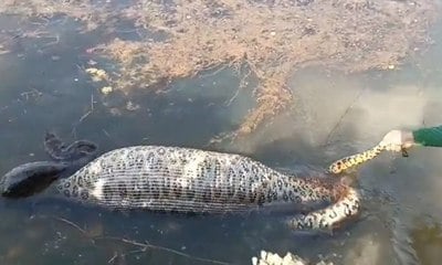 Vídeo: sucuri de 5 metros é flagrada 'inchada' durante digestão