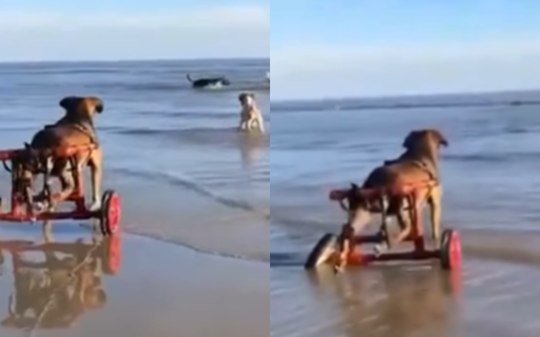 Cão que usa cadeira de rodas comove a web ao conhecer o mar; assista