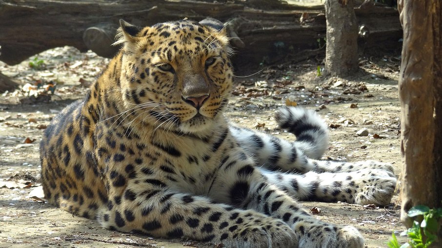 Ataques mortais do leopardo-asiático se tornaram problema frequente na Índia Ataques mortais do leopardo-asiático se tornaram problema frequente na Índia