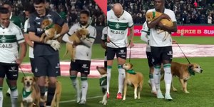 Coritiba promove adoção de cães em jogo pela Série B