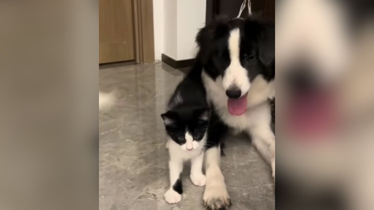 Amizade entre cão e gato encanta a web: "Que amor!"