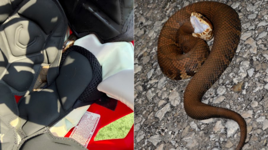 A cottonmouth, também chamada de cobra boca-de-algodão ou mocassim-d'água, é nativa do sudeste dos Estados Unidos A cottonmouth, também chamada de cobra boca-de-algodão ou mocassim-d'água, é nativa do sudeste dos Estados Unidos