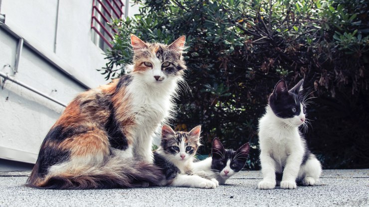 Conheça a cidade onde há mais gatos do que pessoas