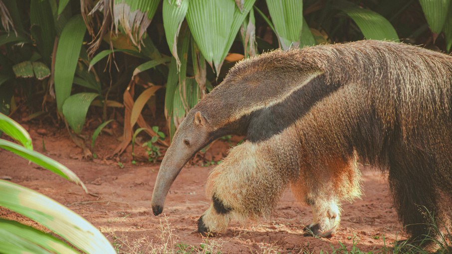 Tamanduá-bandeira na natureza
