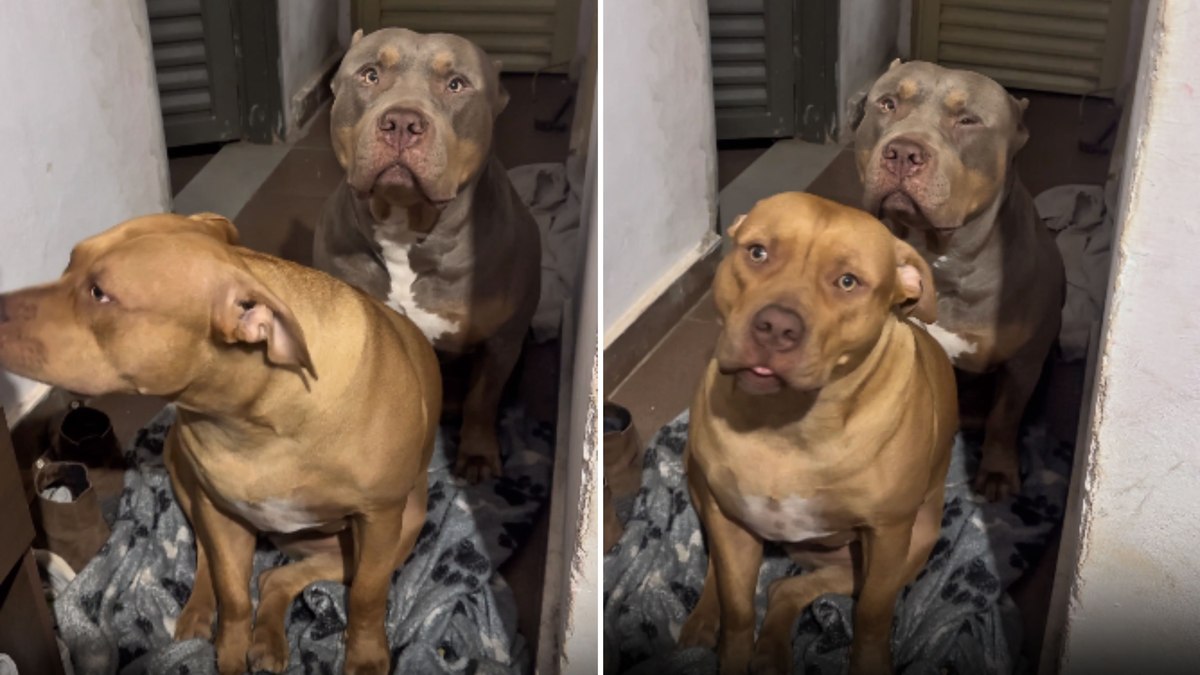 Cães fazem drama para entrar no quarto do tutor durante temporal