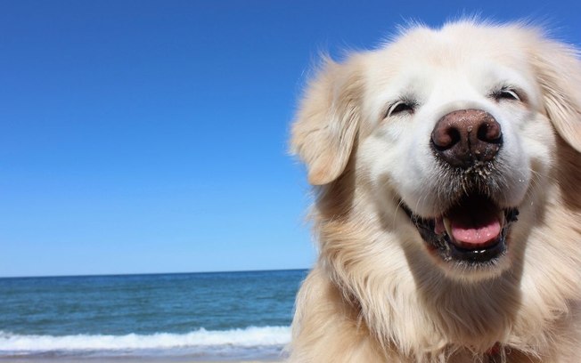 Cachorro na praia: veja o que levar e 3 dicas de cuidados fundamentais