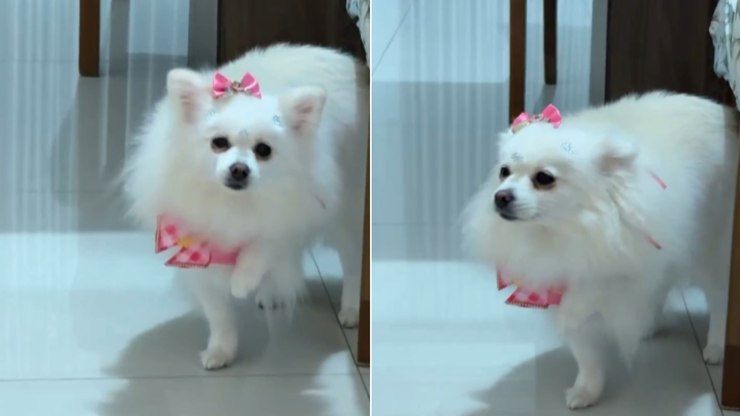 Cachorrinha surpreende ao imitar menina que machucou o pé