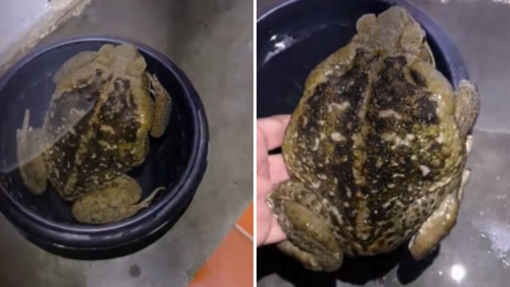 Sapo de estimação é flagrado tomando “banho” em balde de cachorro