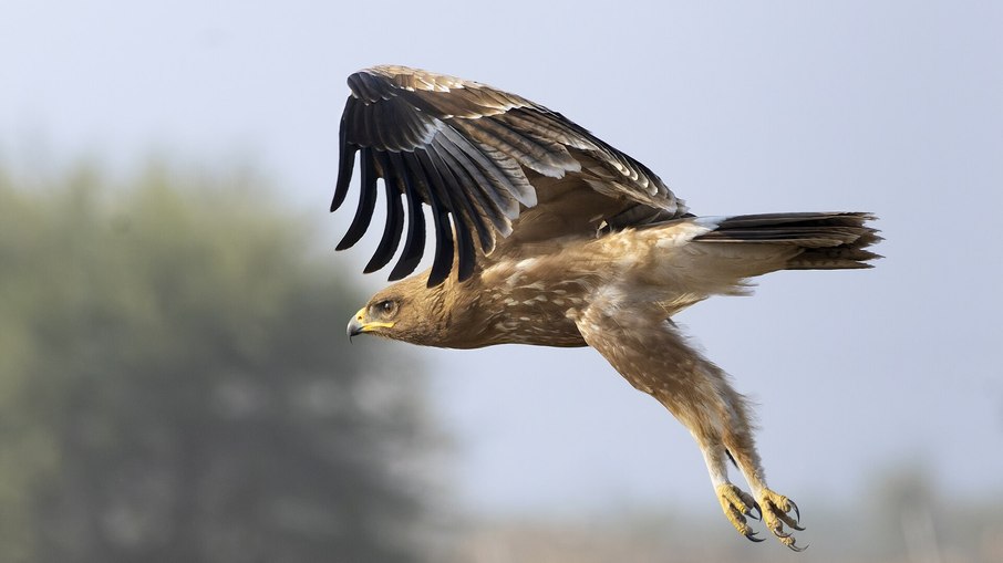 A águia-pintada-indiana vive em florestas e áreas úmidas do norte da Índia e regiões vizinhas A águia-pintada-indiana vive em florestas e áreas úmidas do norte da Índia e regiões vizinhas