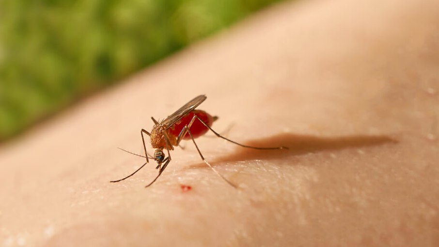 Mosquitos do gênero Culicoides transmitem a febre Oropouche
