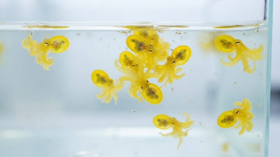 Paralarvas dos filhotes de polvo foram criadas em laboratório