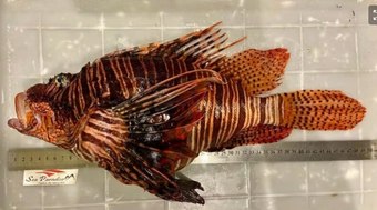 Peixe-le%C3%A3o%20capturado%20no%20Nordeste%20pode%20ser%20o%20maior%20do%20mundo