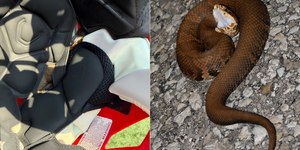 Jogador de futebol americano acha cobra peçonhenta no capacete