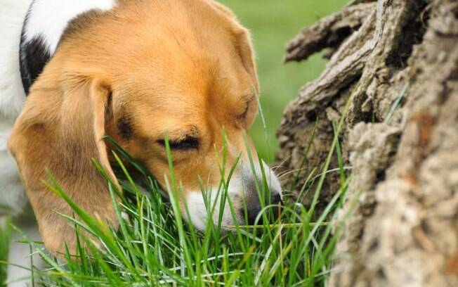 Uma alternativa que os cães encontram quando estão nessa situação é comer grama