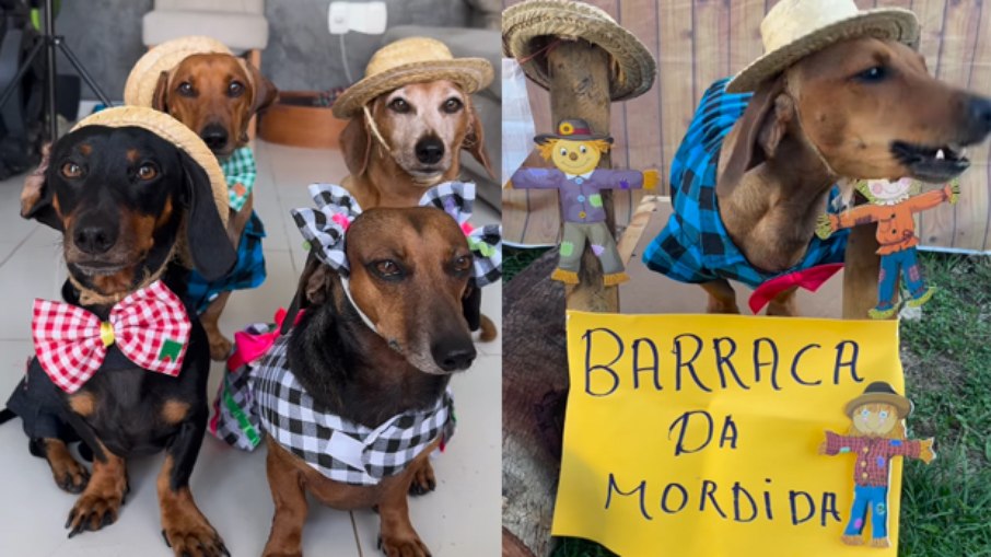 Os pets também podem participar da Festa Junina Os pets também podem participar da Festa Junina