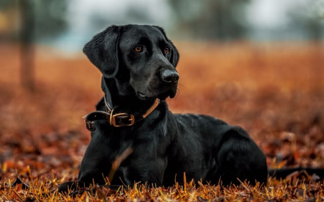 11 raças de cachorro com a pelagem preta