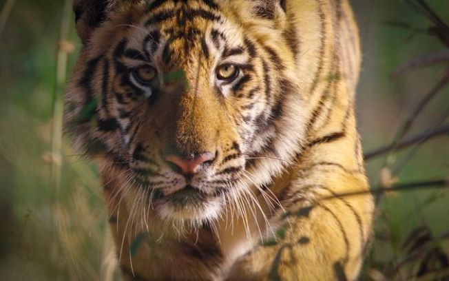 Documentário Tigre chega ao Disney  para celebrar o Dia Mundial da Terra