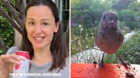 Jennifer Garner encanta fãs com fotos de pássaros; confira o vídeo