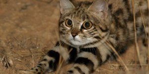 Conheça Gyra, a gata mais mortal do mundo