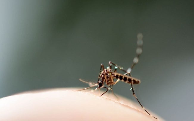 Mosquitos parecidos com o da dengue? Veja como identificar