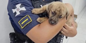 Homem é detido suspeito de agredir cachorro com barra de ferro