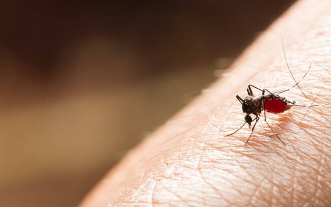 Atualmente, apenas os mosquitos silvestres Haemagogus e Sabethes transmitem o vírus da febre amarela no Brasil 