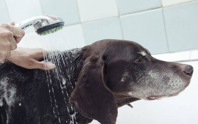 Manter a higiene do animal durante o período da quarentena é muito importante 