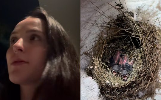 Larissa Manoela e marido resgatam passarinhos: "Vamos ajudar"