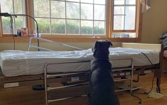 O cachorro Moose esperando seu dono morto voltar