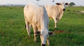 Inova%C3%A7%C3%A3o%20da%20Embrapa%20melhora%20efici%C3%AAncia%20reprodutiva%20no%20campo