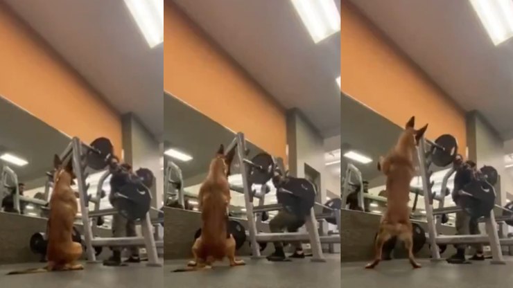 Cachorro encanta ao imitar agachamento de tutor na academia; vídeo