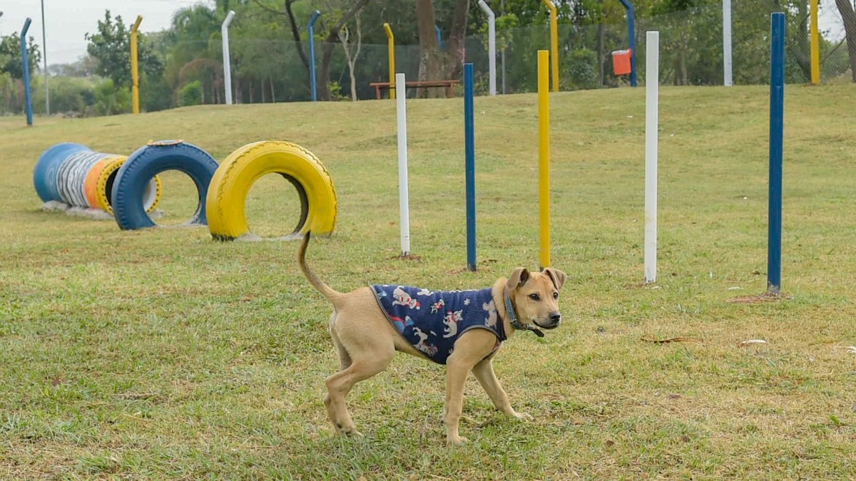 O pet park possui 2.180 m2 com gramado, brinquedos para a cachorrada, portão com duas etapas e bancos onde os tutores que não quiserem acompanhar a correria podem se sentar e curtir a folia dos bichos.