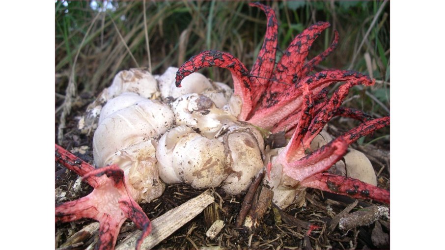 Clathrus archeri - Dedos do diabo