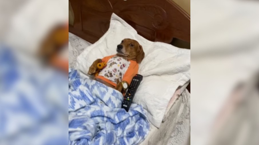 Cachorro viraliza ao ignorar brinquedo para curtir descanso Cachorro viraliza ao ignorar brinquedo para curtir descanso