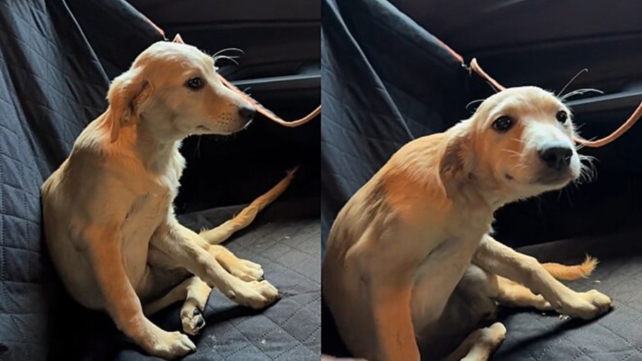 Napinha, filhote resgatada, encontra lar amoroso e supera traumas Napinha, filhote resgatada, encontra lar amoroso e supera traumas