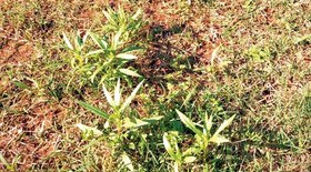 O azeite que nunca existiu: como arqueólogos foram enganados