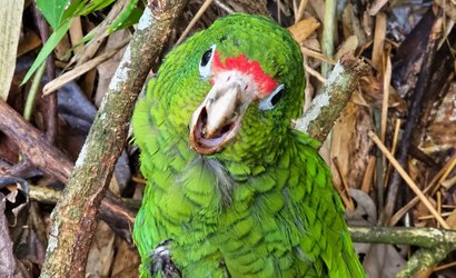 Gritos na floresta salvam filhote de papagaio de ataque de jiboia