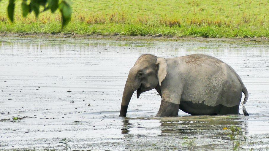 Elefante-asiático Elefante-asiático