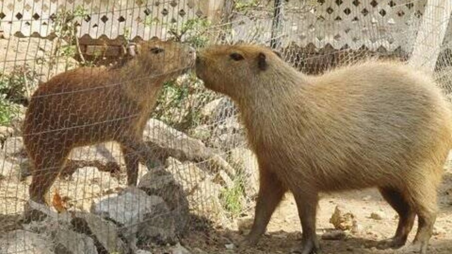 Capivara fofíssima ama todos os animais em sua fazenda Capivara fofíssima ama todos os animais em sua fazenda