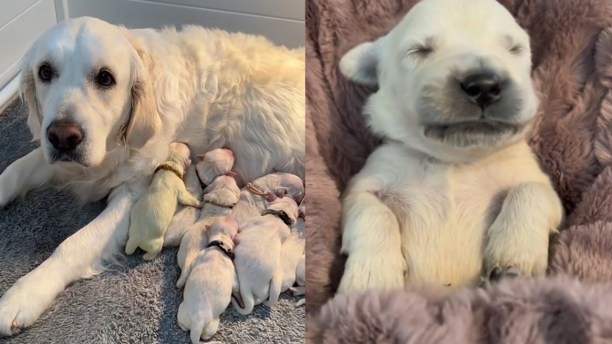 Vídeo de Golden Retriever verde divide opiniões