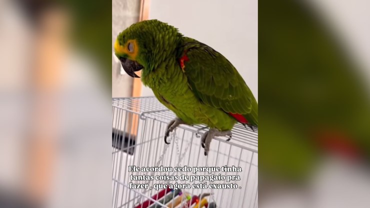 Papagaio é flagrado roncando enquanto dorme