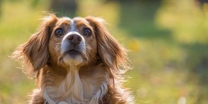 Conheça os tipos de pelos de cachorro e saiba como cuidar de cada um