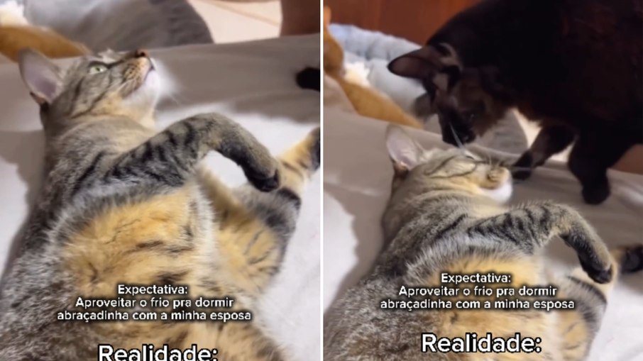 Gatos invadem cama e acabam com planos românticos de casal Gatos invadem cama e acabam com planos românticos de casal