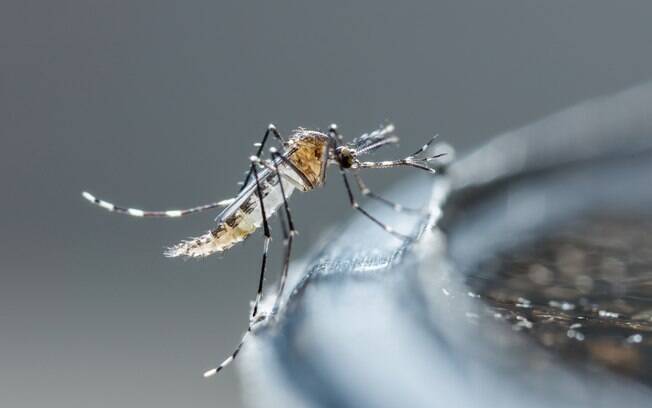 Especialistas temem que vírus chegue às cidades, onde poderia ser espalhado pelo mosquito Aedes aegypti